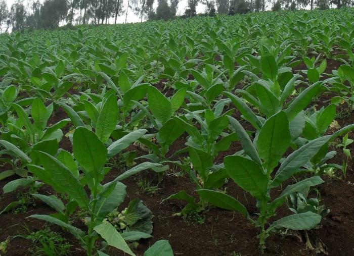 Meski Permintaan Turun, Petani Lumajang Masih Tanam 3 Ribu Hektar Tembakau