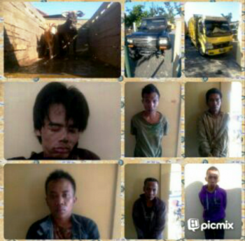 Patroli Malam, Polisi Ringkus 6 Komplotan Maling Sapi Lintas Kecamatan