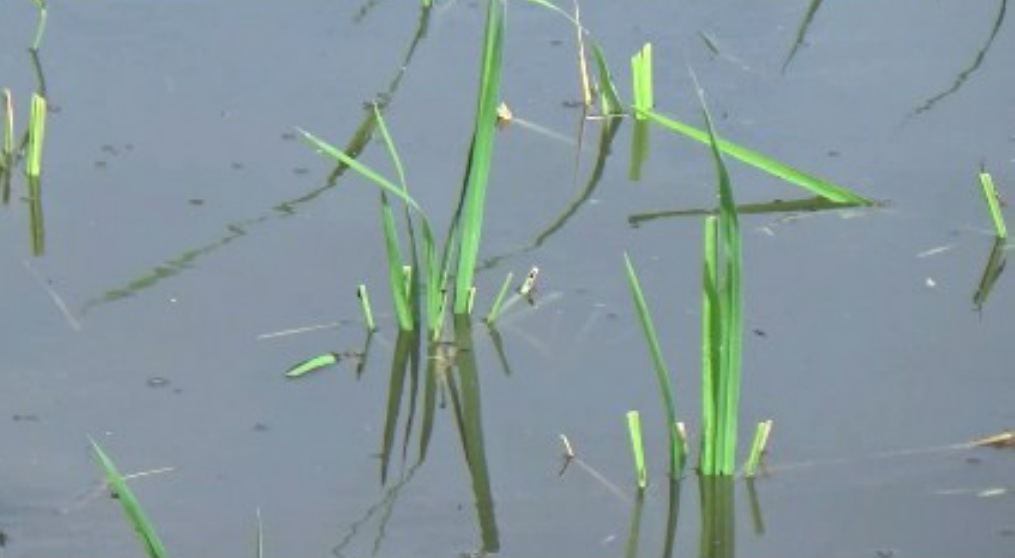 Banjir, Puluhan Hektar Lahan Pertanian Desa Darungan Terancam Gagal Panen