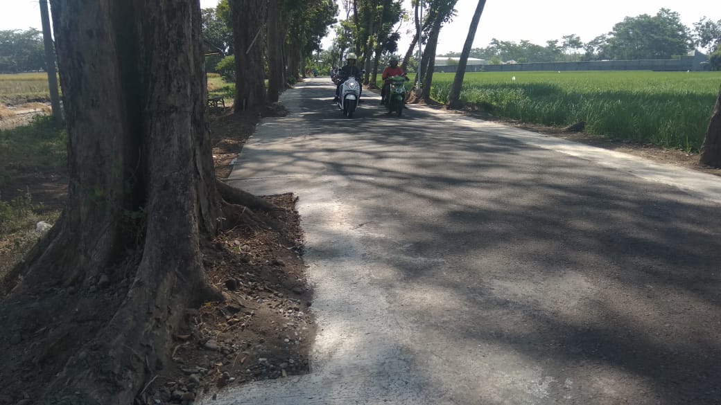 Pelebaran Jalan Antar Kecamatan di Desa Boreng Ramah Pohon Kakija