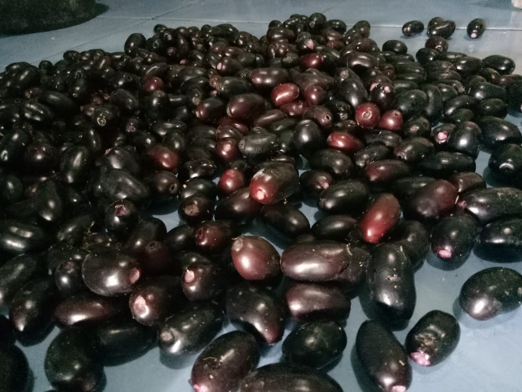 Buah Langka Juwet Lumajang Saat ini  Harganya Samai Anggur Impor