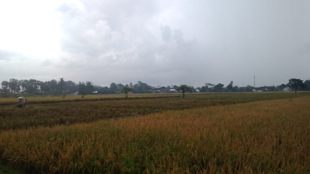 Petani Tak Bahagia disaat Harga Gabah Anjlok Lumajang