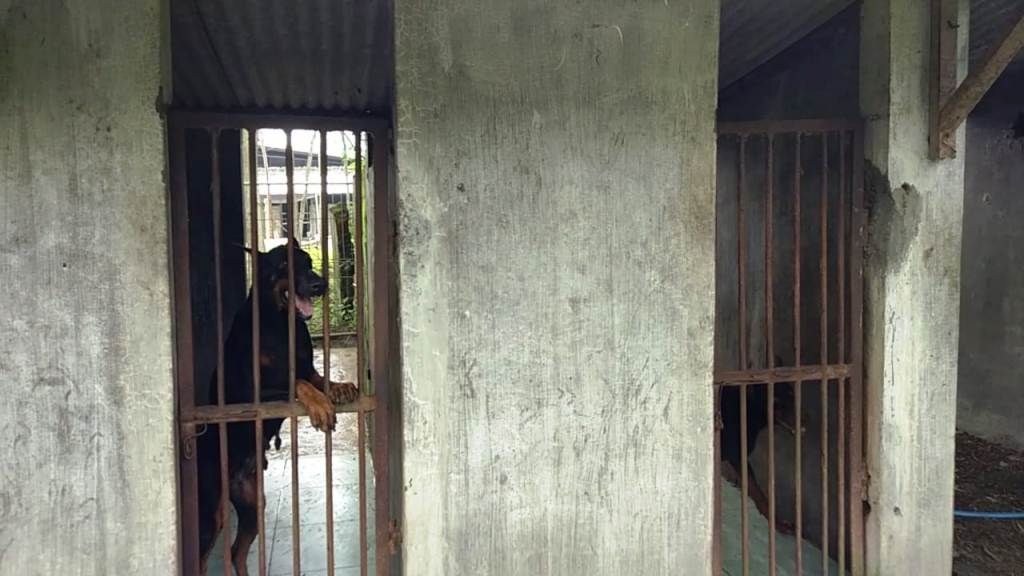 Polres Lumajang Akan Gunakan Anjing Ganas Buru Maling Sapi