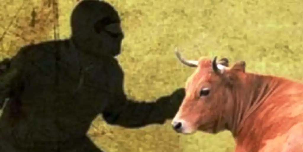 Modus Baru, Maling Sapi di Lumajang Minta Uang Tebusan