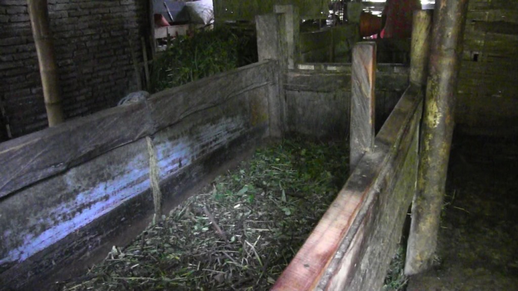 Teror Bandit Maling Sapi Kembali Beraksi, Satu Malam di Ranuyoso 9 Ekor Amblas