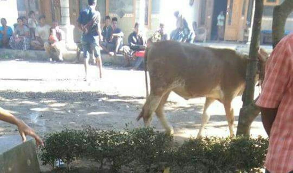 Maling Sapi Tebar Teror di Ranuyoso, Seakan Ngece-ngece Polisi