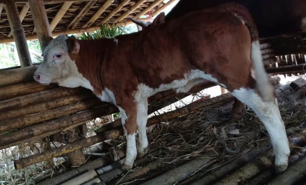 PAVETI Bertekad Tingkatkan Kualitas Ternak Sapi Petani Lumajang